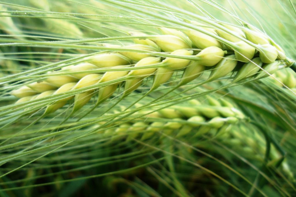 safi-tarim-ankara-polatli-arpa-1